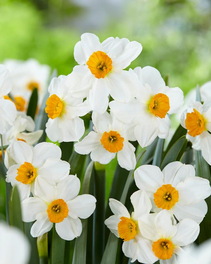 Wholesale Narcissi Bunch Flowering 'Geranium' - Daffodil | A.D.R. Bulbs