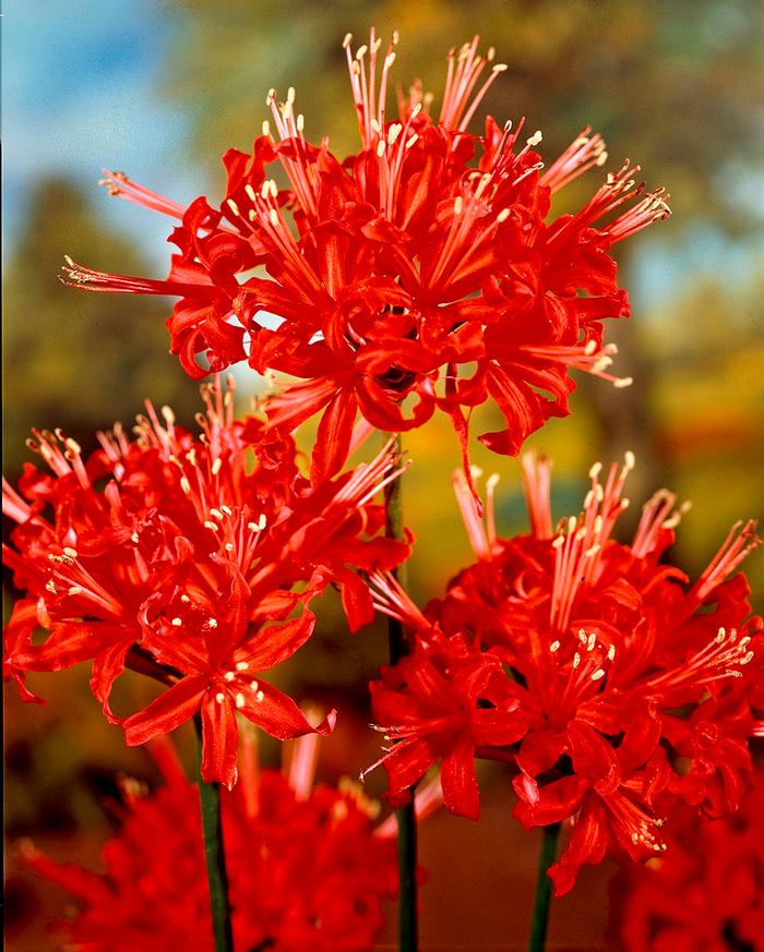 Wholesale Lycoris Spider Lily 'Radiata' - Lycoris | A.D.R. Bulbs