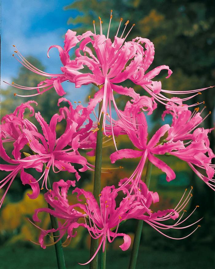 Wholesale Lycoris Spider Lily 'Squamigera' - Lycoris | A.D.R. Bulbs