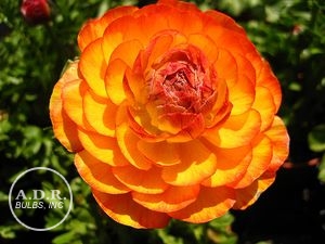 Wholesale Ranunculus Aviv 'Orange' - Ranunculus | A.D.R. Bulbs