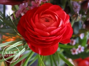 Wholesale Ranunculus Aviv 'Red' - Ranunculus | A.D.R. Bulbs