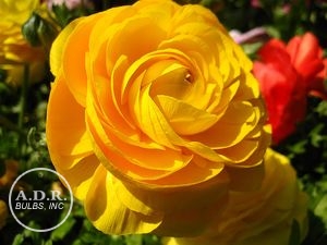 Wholesale Ranunculus Aviv 'Yellow' - Ranunculus | A.D.R. Bulbs