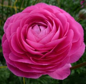 Wholesale Ranunculus Aviv 'Pink' - Ranunculus | A.D.R. Bulbs