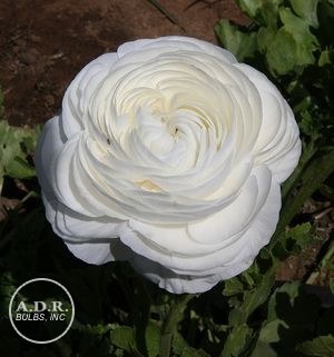 Wholesale Ranunculus Aviv 'White' - Ranunculus | A.D.R. Bulbs