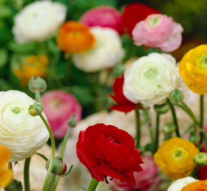 Wholesale Ranunculus Aviv 'Mixture' - Ranunculus | A.D.R. Bulbs