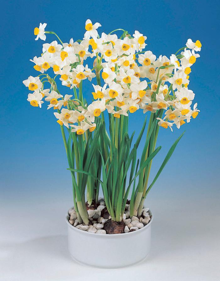 Wholesale Narcissi Tazetta 'Paperwhite Chinese Sacred Lily' - Paperwhite | A.D.R. Bulbs