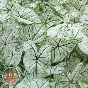 Wholesale Caladium Fancy Leaf 'Candidum' (Ships in Spring) - Caladium | A.D.R. Bulbs