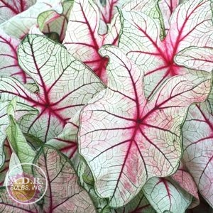 Wholesale Caladium Fancy Leaf 'White Queen' (Ships in Spring) - Caladium | A.D.R. Bulbs