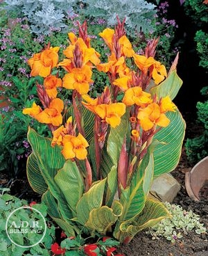 Wholesale Canna Tall Striped 'Pretoria' (Ships in Spring) - Canna | A.D.R. Bulbs