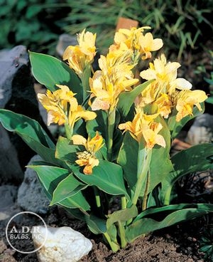 Wholesale Canna Tall Brown Leaf 'Yellow King Humbert' (Ships in Spring) - Canna | A.D.R. Bulbs