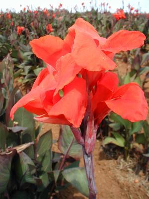 Wholesale Canna Tall Brown Leaf 'Red King Humbert' (Ships in Spring) - Canna | A.D.R. Bulbs