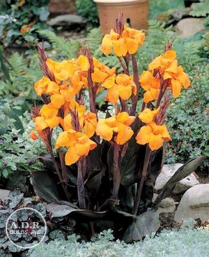 Wholesale Canna Tall Brown Leaf 'Wyoming' (Ships in Spring) - Canna | A.D.R. Bulbs