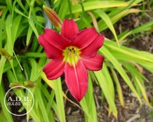 Wholesale Hemerocallis Compact Rebloomer 'Little Business' (Ships in Spring) - Daylily | A.D.R. Bulbs