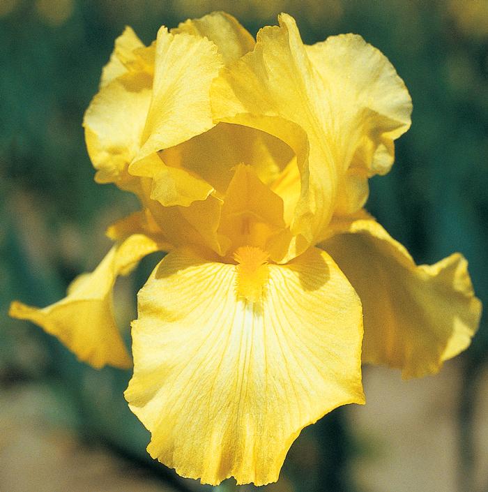 Wholesale Iris Germanica 'Harvest Of Memories' - Bearded Iris | A.D.R. Bulbs