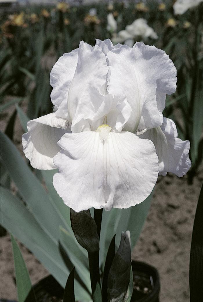 Wholesale Iris Germanica 'Immortality' - Bearded Iris | A.D.R. Bulbs