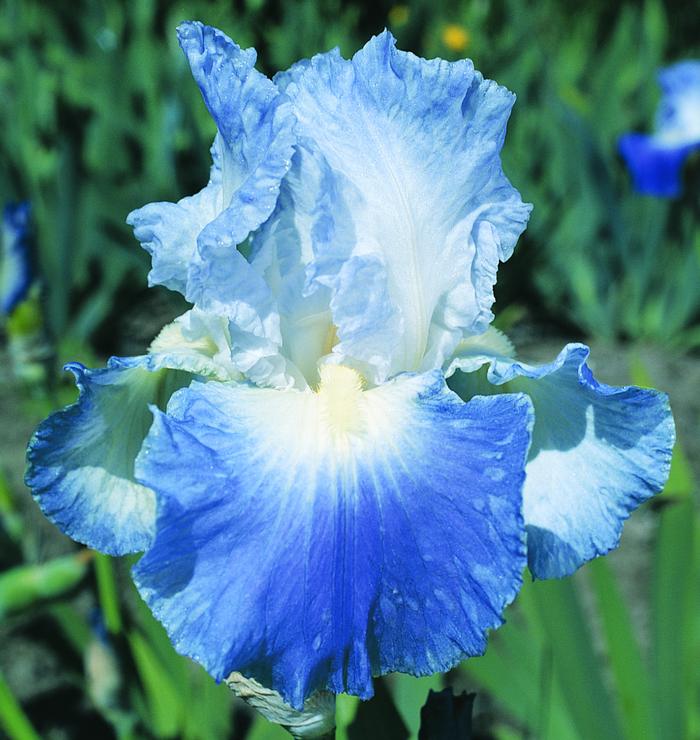 Wholesale Iris Germanica 'Clarence' - Bearded Iris | A.D.R. Bulbs