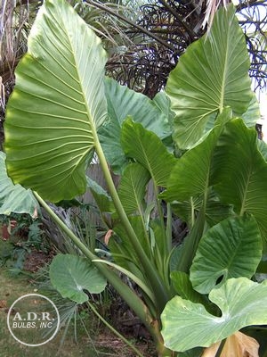 Wholesale Alocasia Upright 'Odora' (Macrorrhiza) (Ships in Spring) - Elephant Ear | A.D.R. Bulbs