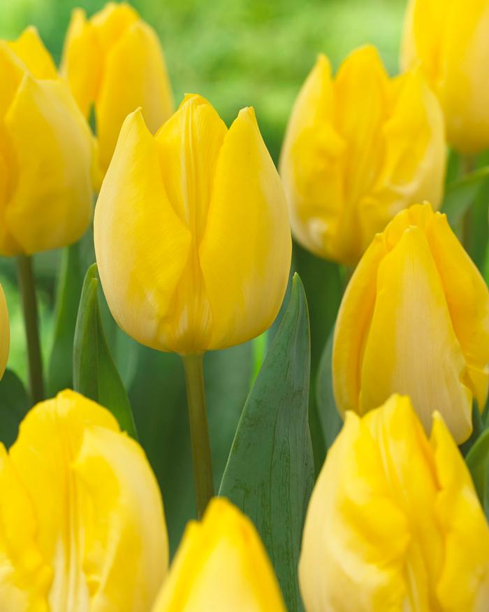 Wholesale Tulipa Single Early 'Sunny Prince' - Tulip | A.D.R. Bulbs