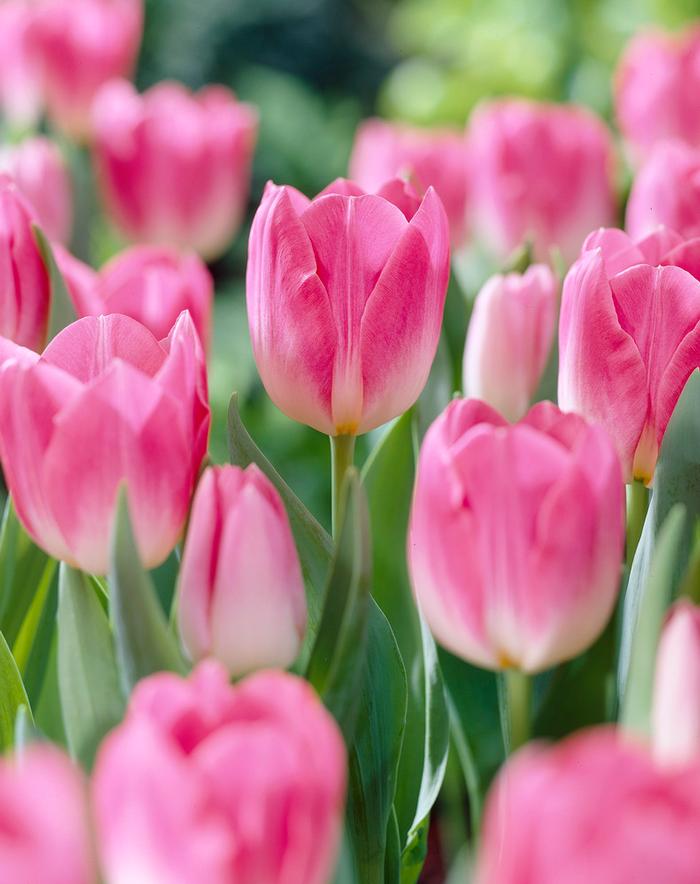 Wholesale Tulipa Triumph 'Dynasty' - Tulip | A.D.R. Bulbs