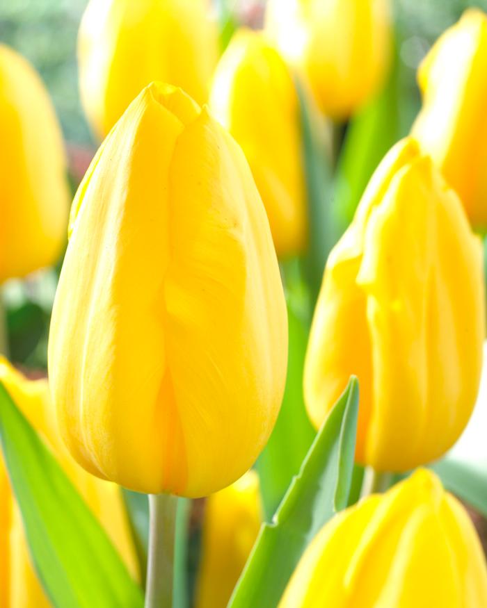 Wholesale Tulipa Triumph 'Strong Gold' - Tulip | A.D.R. Bulbs