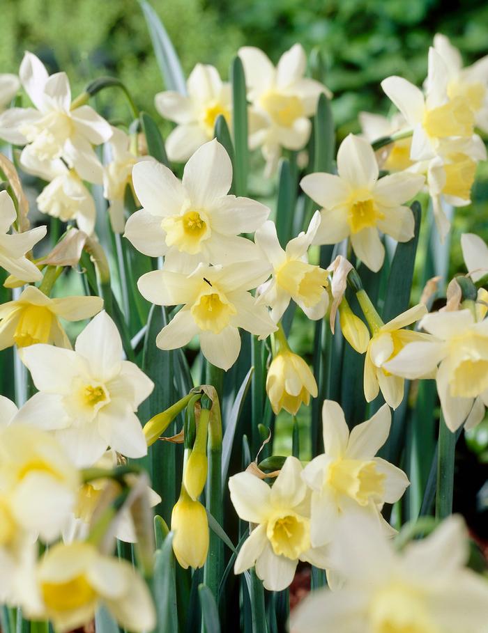 Wholesale Narcissi Miniature 'Pueblo' - Daffodil | A.D.R. Bulbs