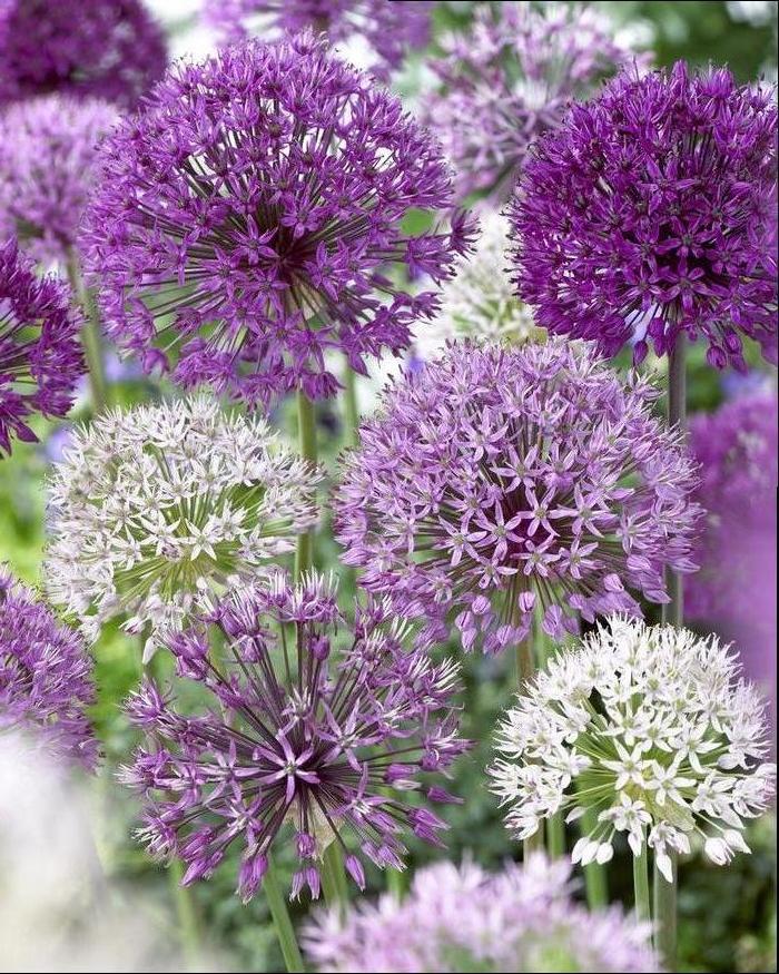 Wholesale Allium Giant 'Mixture' - Ornamental Onion | A.D.R. Bulbs