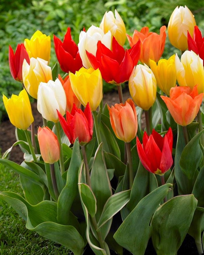 Wholesale Tulipa Emperor 'Emperor Mixture' - Tulip | A.D.R. Bulbs