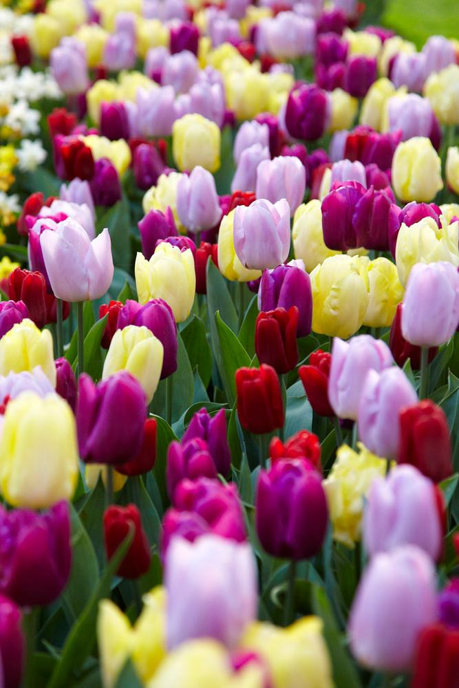 Wholesale Tulipa Single Early 'Prince Mixture' - Tulip | A.D.R. Bulbs