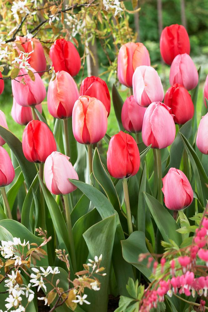 Wholesale Tulipa Darwin Hybrid 'Impression Mixture' - Tulip | A.D.R. Bulbs