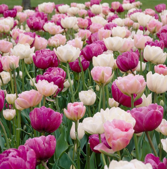 Wholesale Tulipa Double Late 'Romantic Mixture' - Tulip | A.D.R. Bulbs