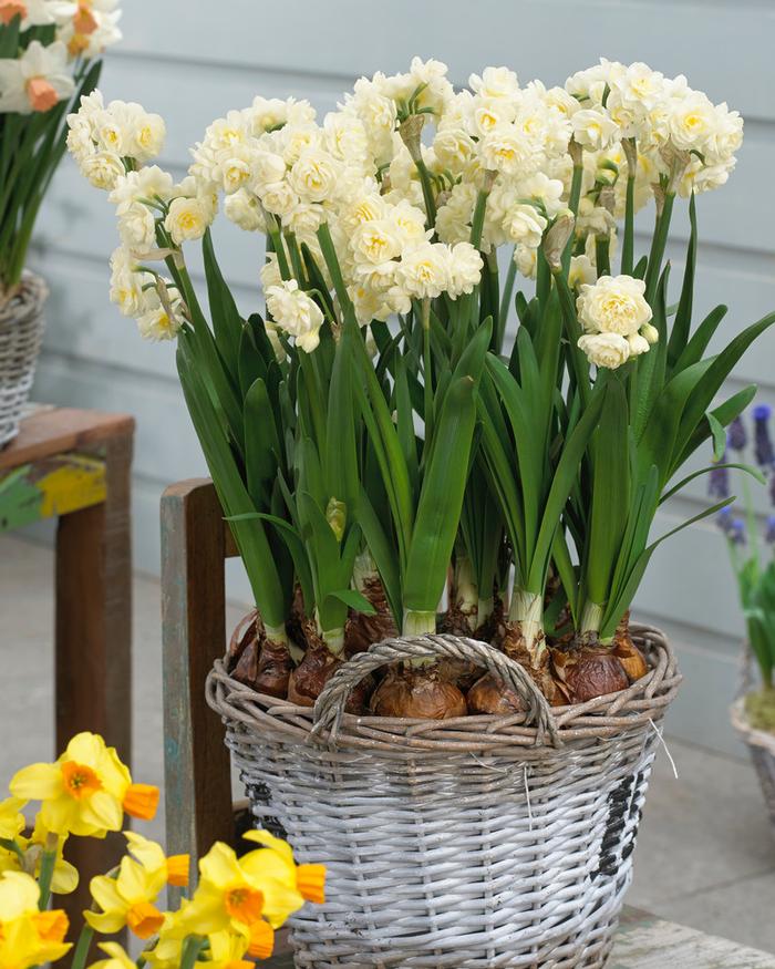 Wholesale Narcissi Tazetta 'Paperwhite Erlicheer' - Paperwhite | A.D.R. Bulbs