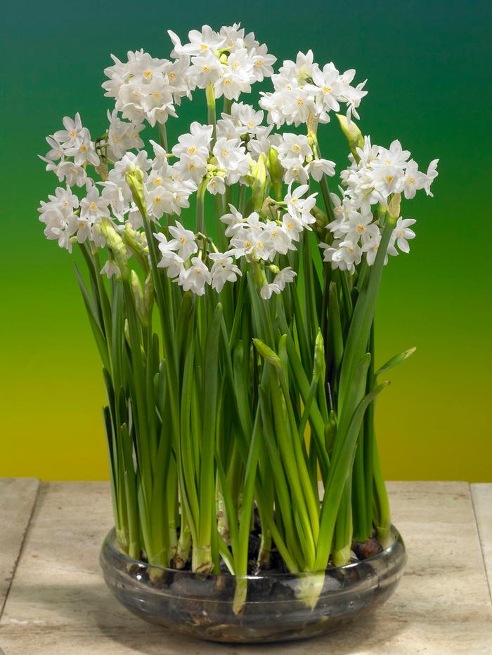 Wholesale Narcissi Tazetta 'Paperwhite Galilea' - Paperwhite | A.D.R. Bulbs