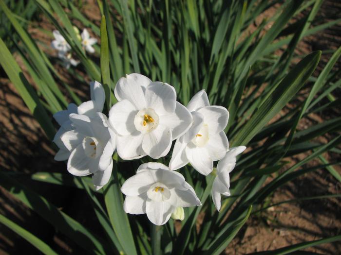 Wholesale Narcissi Tazetta 'Paperwhite Inbal' - Paperwhite | A.D.R. Bulbs