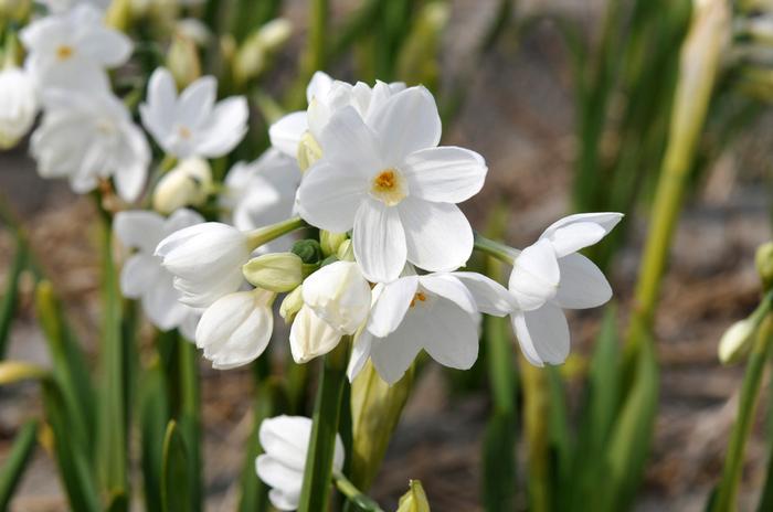 Wholesale Narcissi Tazetta 'Paperwhite Nir' - Paperwhite | A.D.R. Bulbs