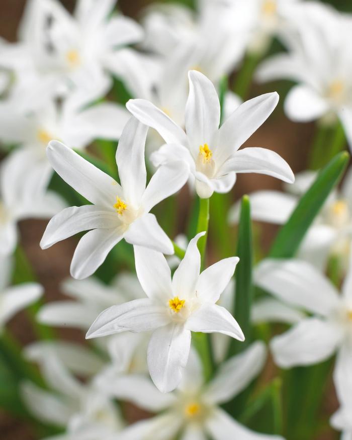 Wholesale Chionodoxa 'Luciliae Alba' - Glory of the Snow | A.D.R. Bulbs