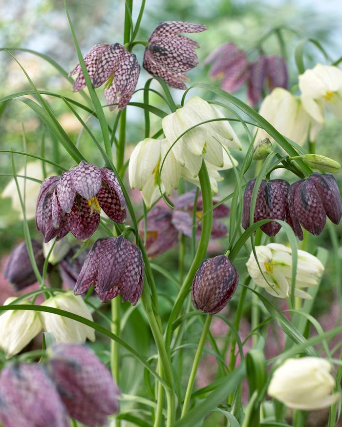 Wholesale Fritillaria Meleagris 'Mixture' - Fritillaria | A.D.R. Bulbs