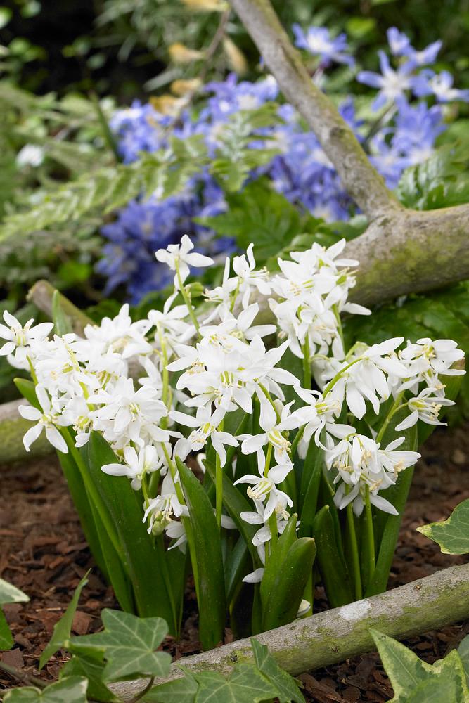 Wholesale Scilla 'Siberica Alba' - Siberian Squill | A.D.R. Bulbs