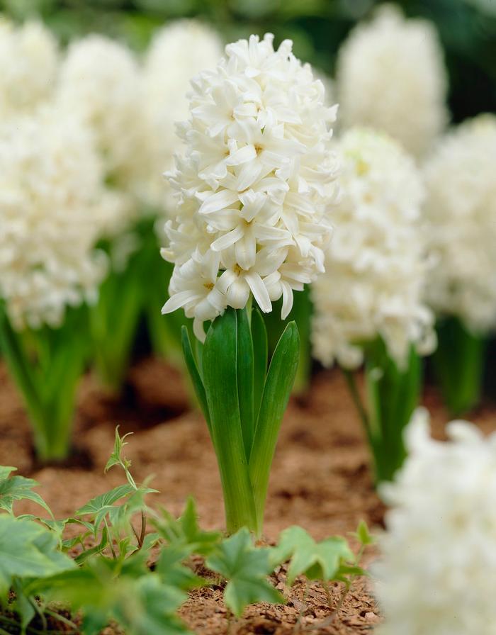 Wholesale Hyacinthus Orientalis 'White Pearl' - Hyacinth | A.D.R. Bulbs