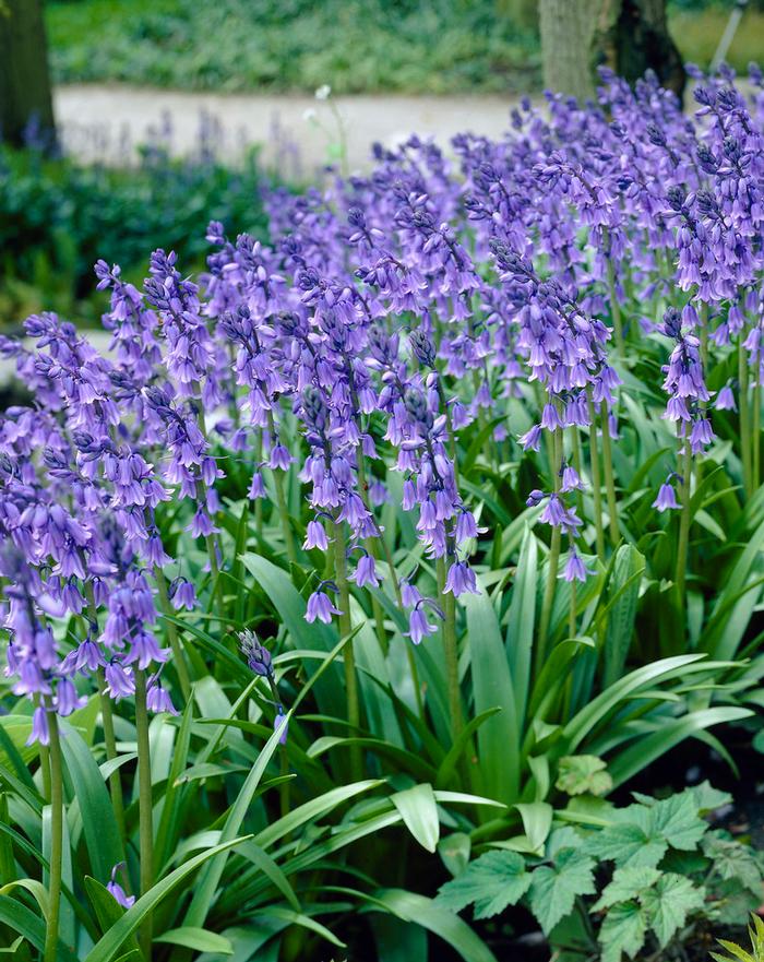 Wholesale Hyacinthoides Hispanica 'Blue' - Spanish Bluebell | A.D.R. Bulbs