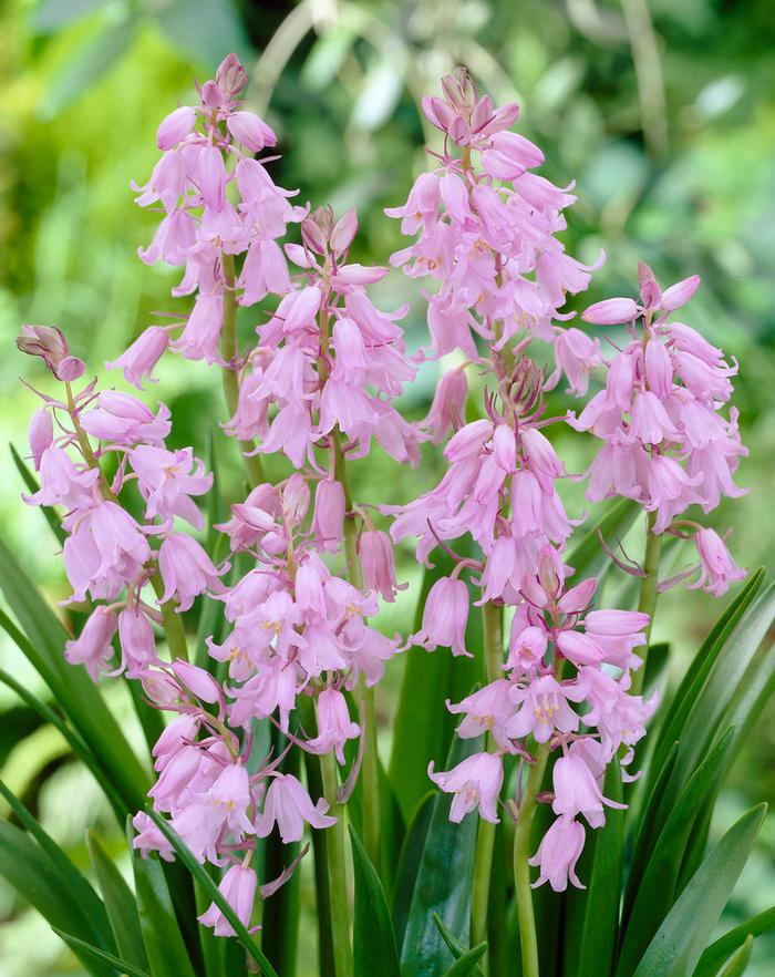 Wholesale Hyacinthoides Hispanica 'Pink' - Spanish Bluebell | A.D.R. Bulbs