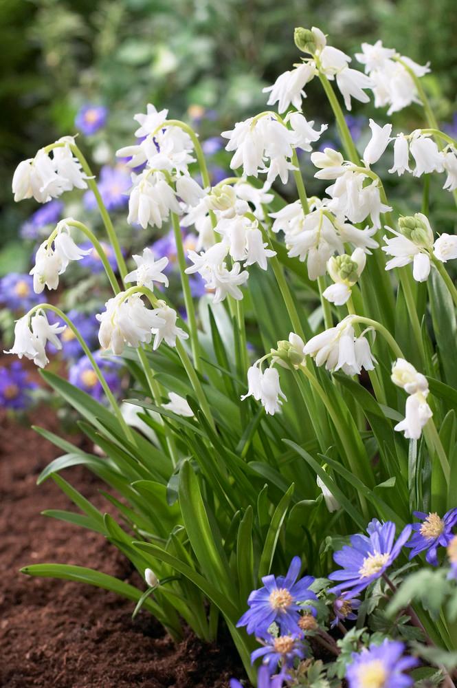 Wholesale Hyacinthoides Hispanica 'White' - Spanish Bluebell | A.D.R. Bulbs