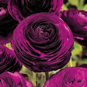 Wholesale Ranunculus Aviv 'Purple' - Ranunculus | A.D.R. Bulbs