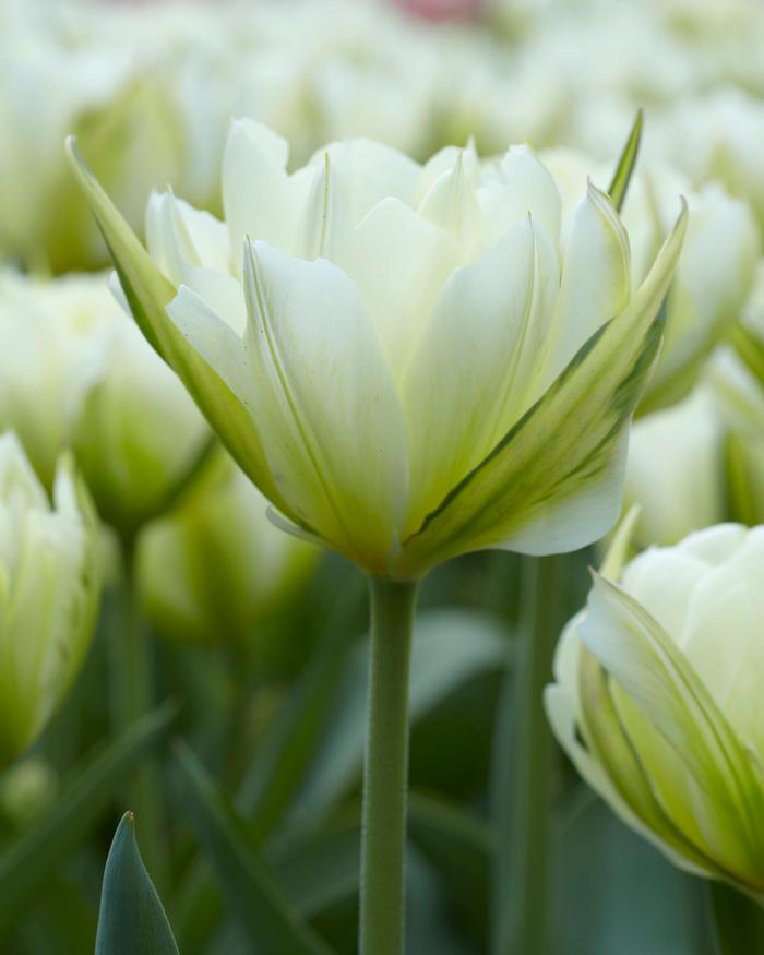 Wholesale Tulipa Emperor 'Exotic Emperor' - Tulip | A.D.R. Bulbs