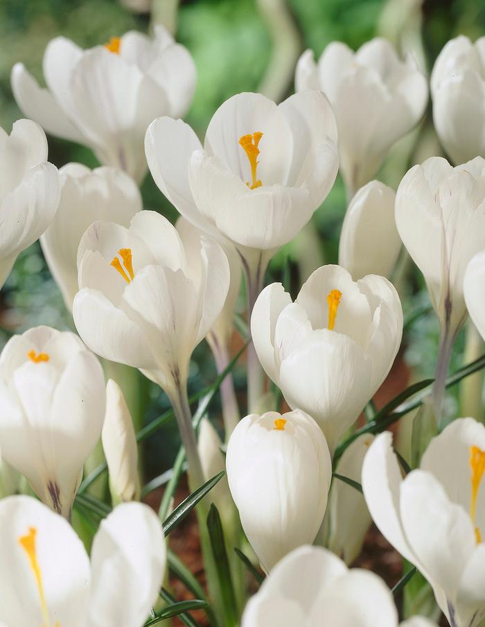 Wholesale Crocus Large Flowering 'Peter Pan' - Crocus | A.D.R. Bulbs