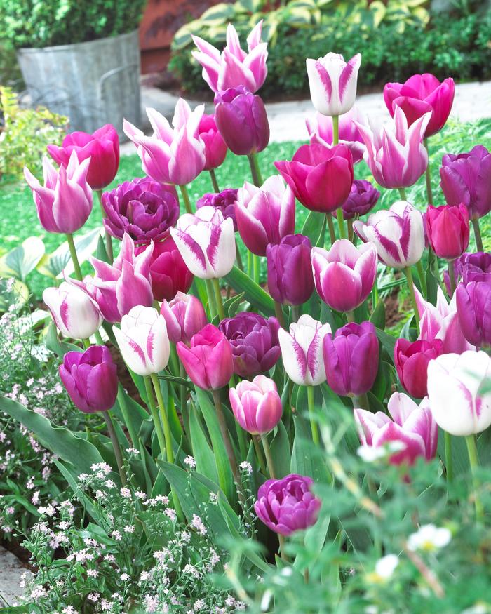 Wholesale Tulipa Long-lasting 'Blue Ribbon Mixture' - Tulip | A.D.R. Bulbs