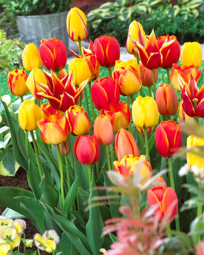 Wholesale Tulipa Long-lasting 'Fire Glow Mixture' - Tulip | A.D.R. Bulbs