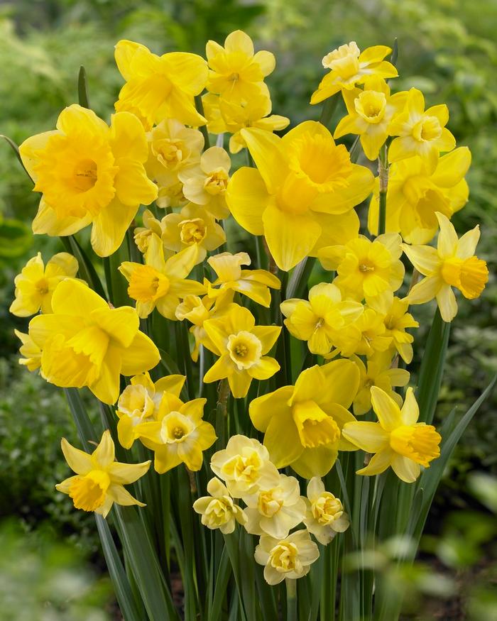 Wholesale Narcissi Long-lasting 'Amsterdam Mixture' - Daffodil | A.D.R. Bulbs