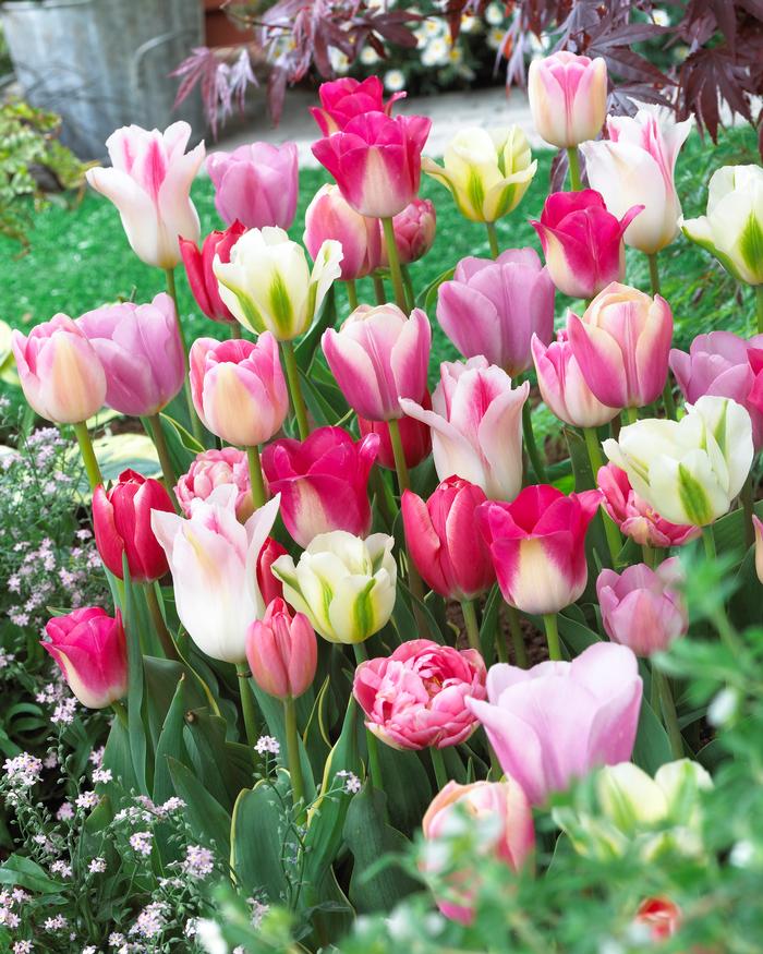 Wholesale Tulipa Long-lasting 'Sweet Pink Mixture' - Tulip | A.D.R. Bulbs