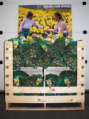 Wholesale Retail Daffodil Pallet Box (80 Bags) - Fall bulb retail display | A.D.R. Bulbs