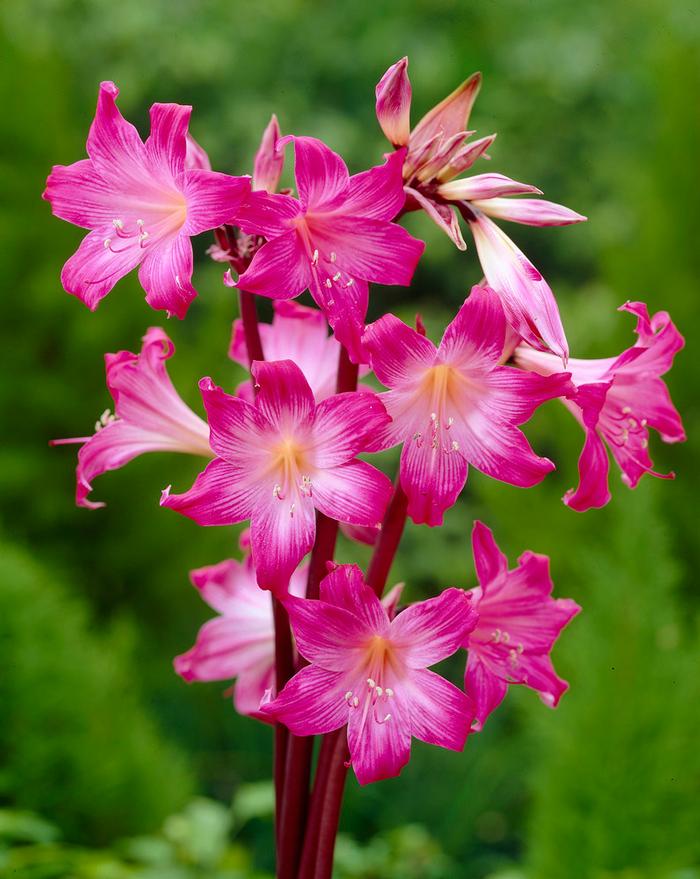 Wholesale Amaryllis 'Belladonna' - Amaryllis | A.D.R. Bulbs